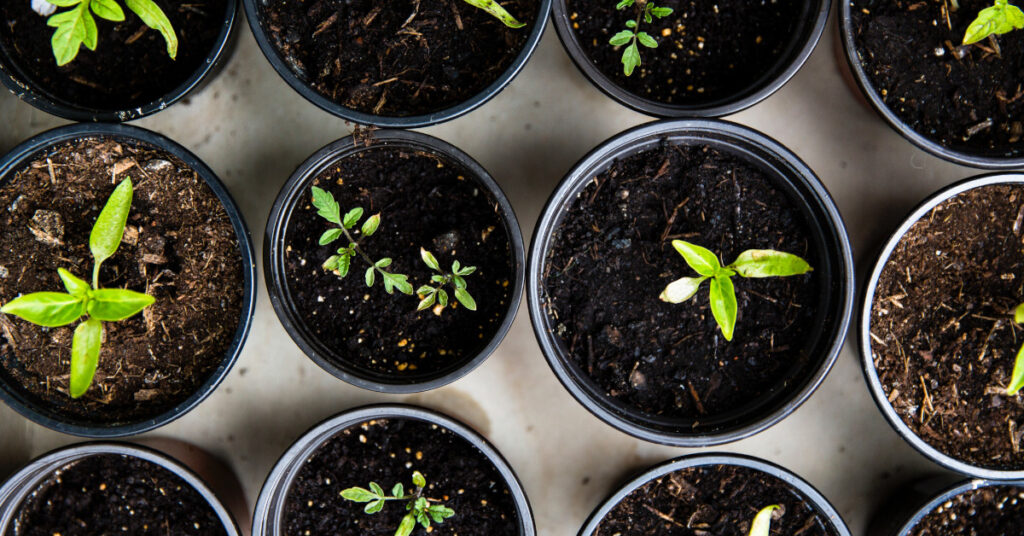 Seedlings in plant pots